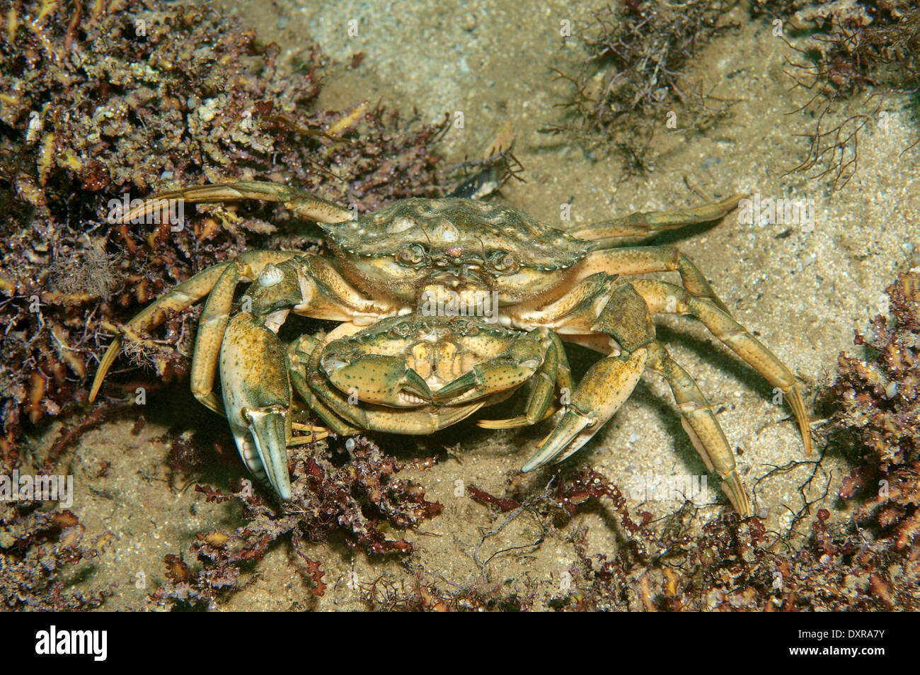 European Green Crab Hi Res Stock Photography And Images Alamy