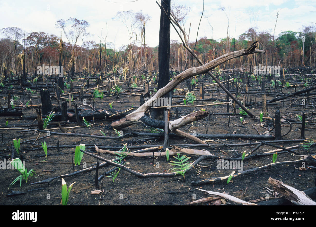 Burnt tropical rainforest, treestumps on fire, slash and burn Stock