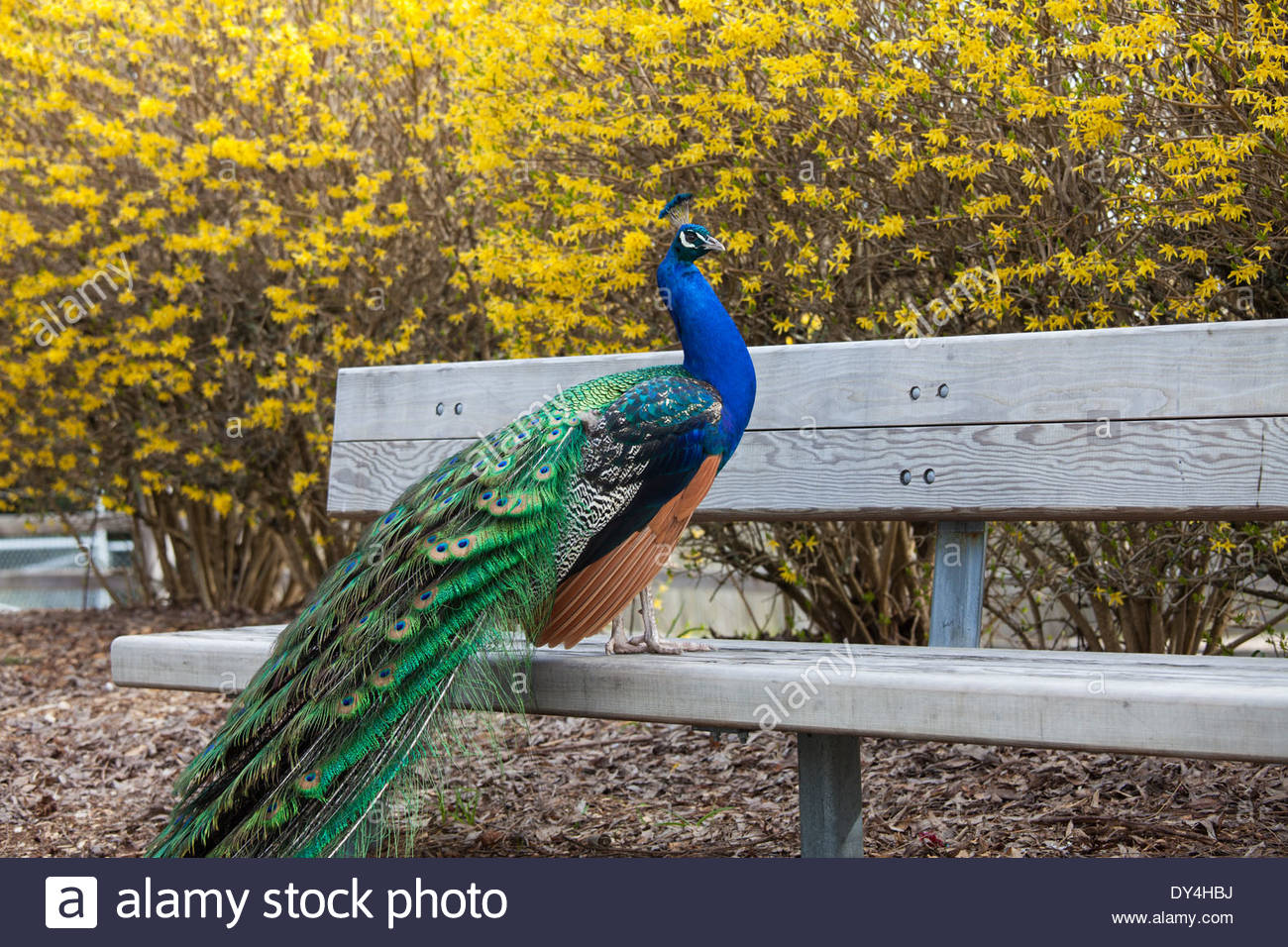 washington zoos washington zoos