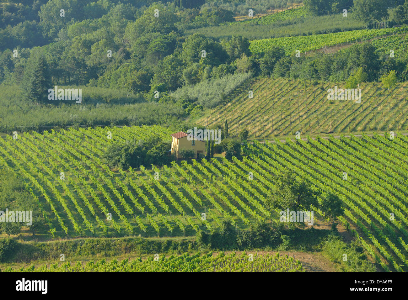 Europe mediterranean italian Italy Tuscany Siena Province vineyard Europe mediterranean italian Italy Tuscany Siena Province vineyard