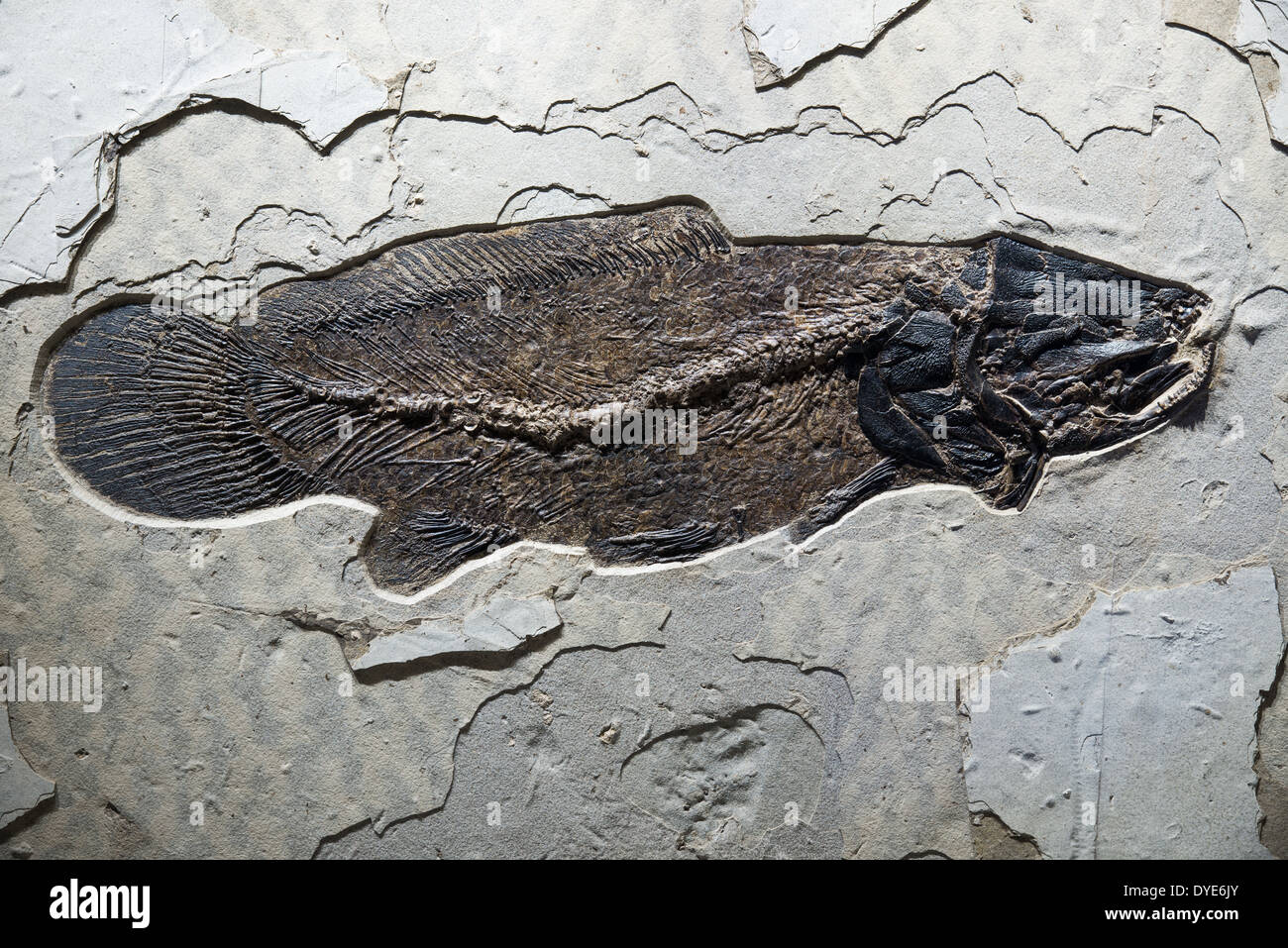 Fish Fossil Ancient Fish Fossils Fish Fossil Ancient Fish Fossils