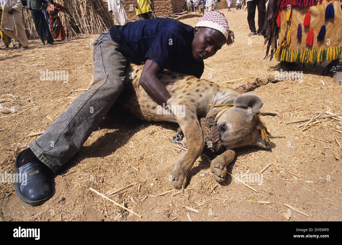 Hyena pet is part of animist circus troop. Animists believe that the