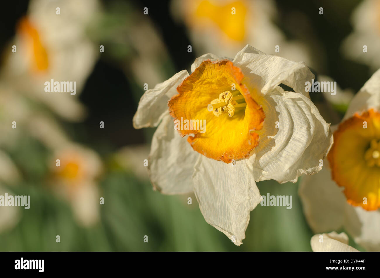 Dead and dying Daffodils Narcissus flowers flowerheads with wrinkling