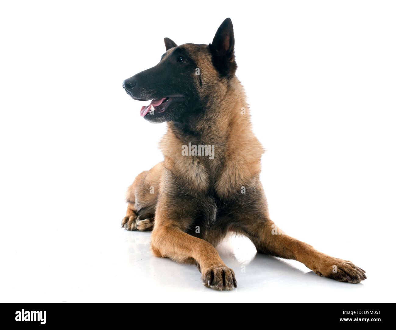 belgian shepherd in front of white background Stock Photo ... belgian shepherd in front of white background Stock Photo ...