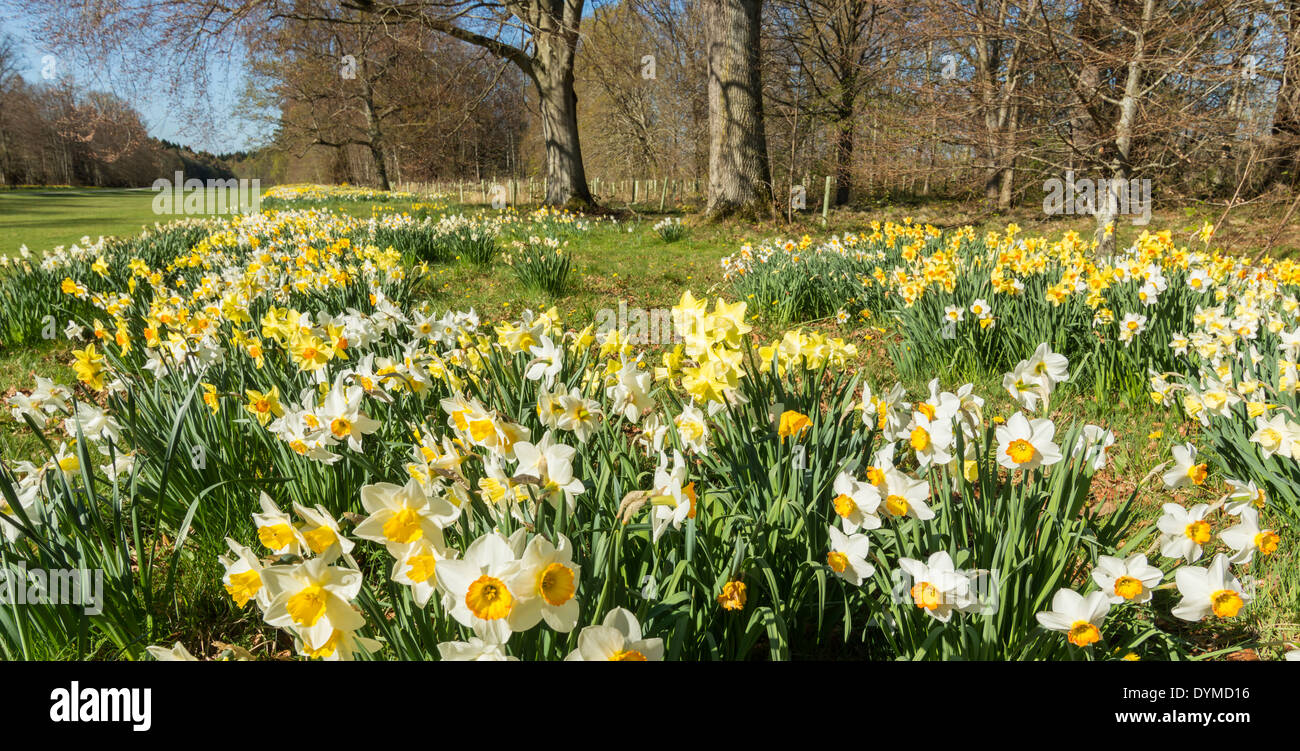 daffodil gardens at brodie castle in springtime moray scotland stock photo royalty free image daffodil gardens at brodie castle in springtime moray scotland stock photo royalty free image