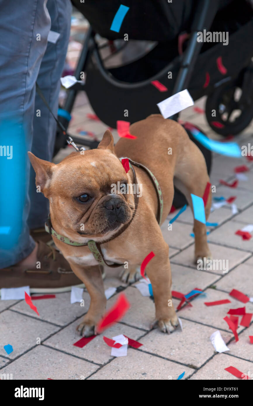 small-french-bull-dog-covered-in-confett