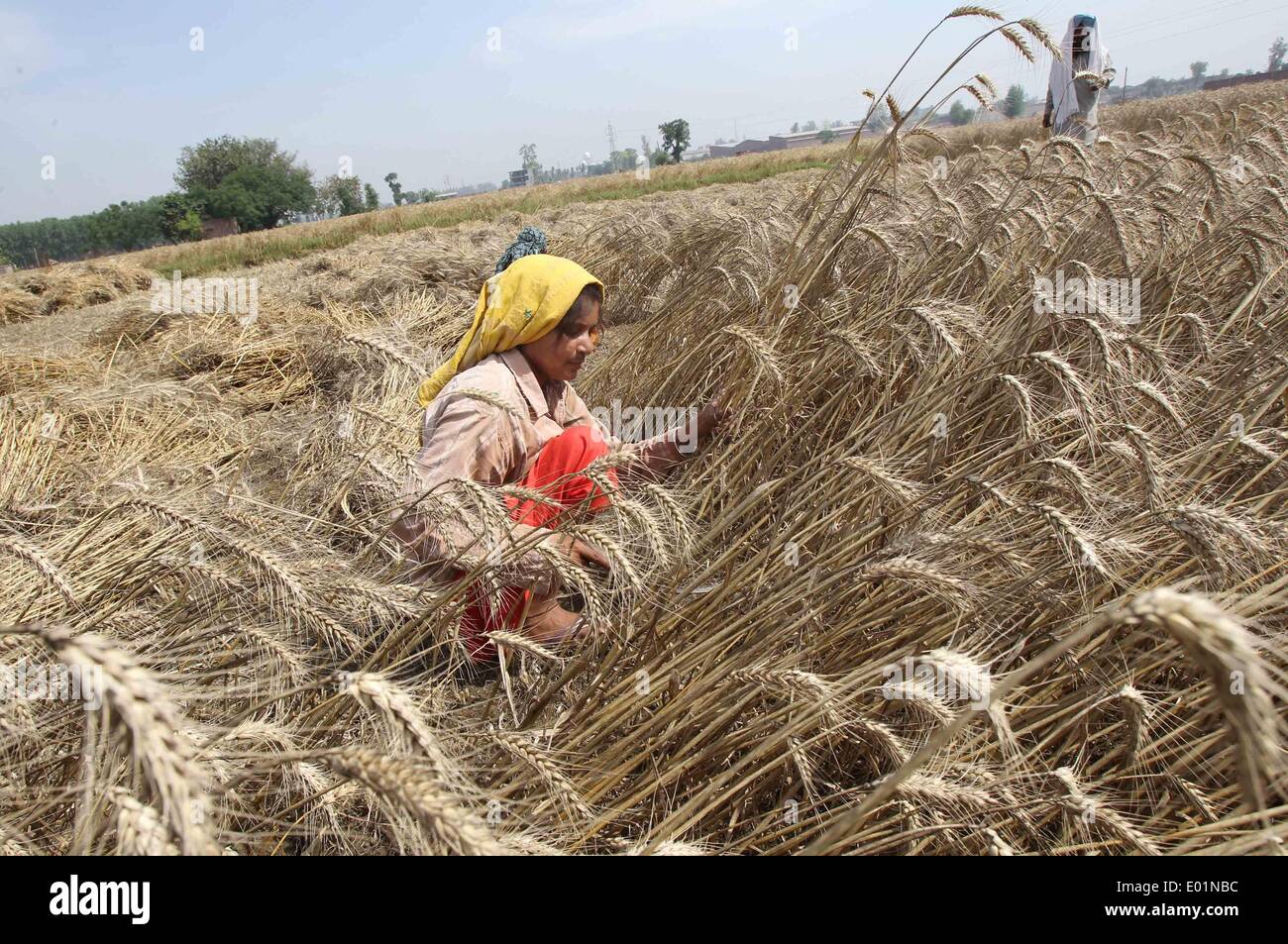 Amritsar. 29th Apr, 2014. A Punjabi Farmer Harvests Wheat In A Field