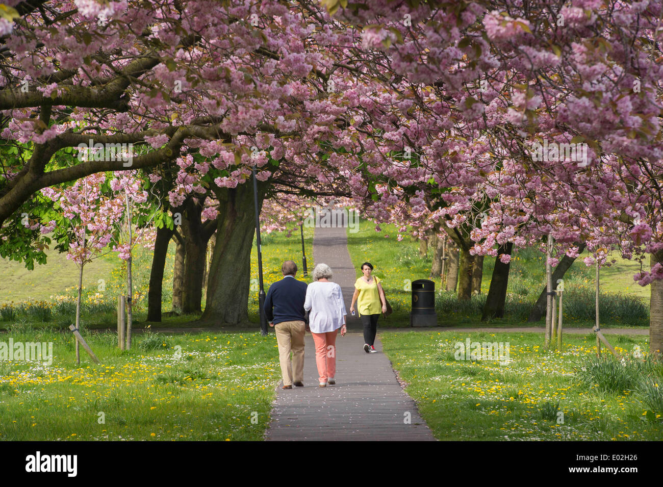 Walking under the cherry blossom trees on The Stray, Harrogate Stock