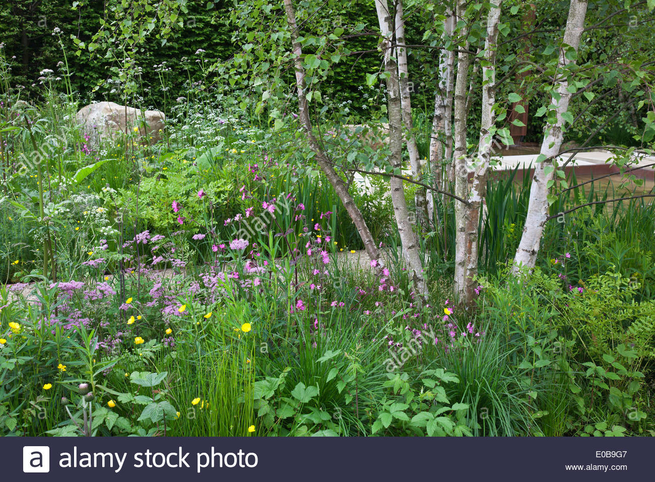 multi stemmed silver birch betula and naturalistic planting in the stock photo royalty free multi stemmed silver birch betula and naturalistic planting in the stock photo royalty free