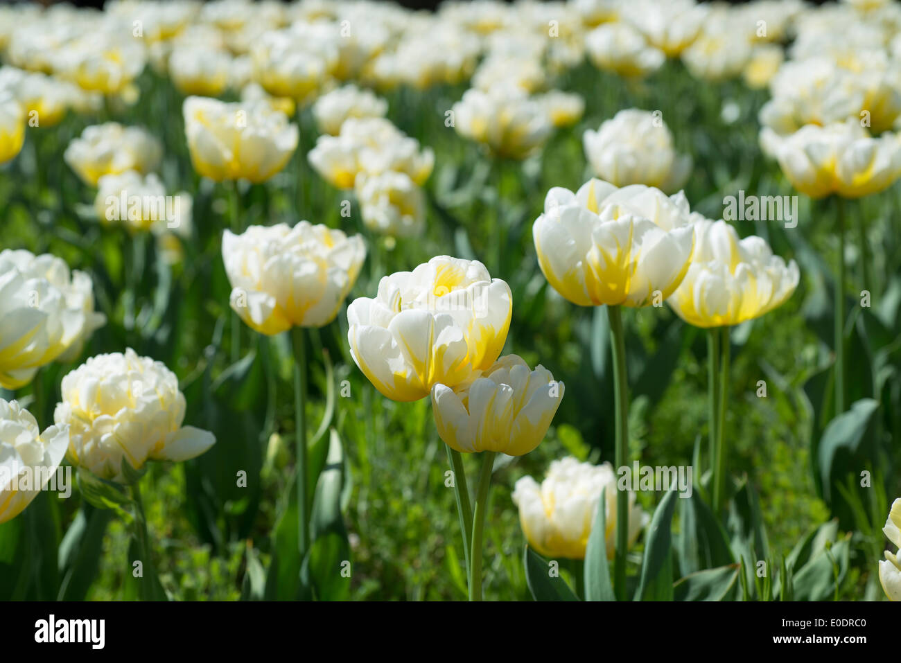 Tulip Tulipa 'Flaming Evita' Stock Photo, Royalty Free Image 69145216