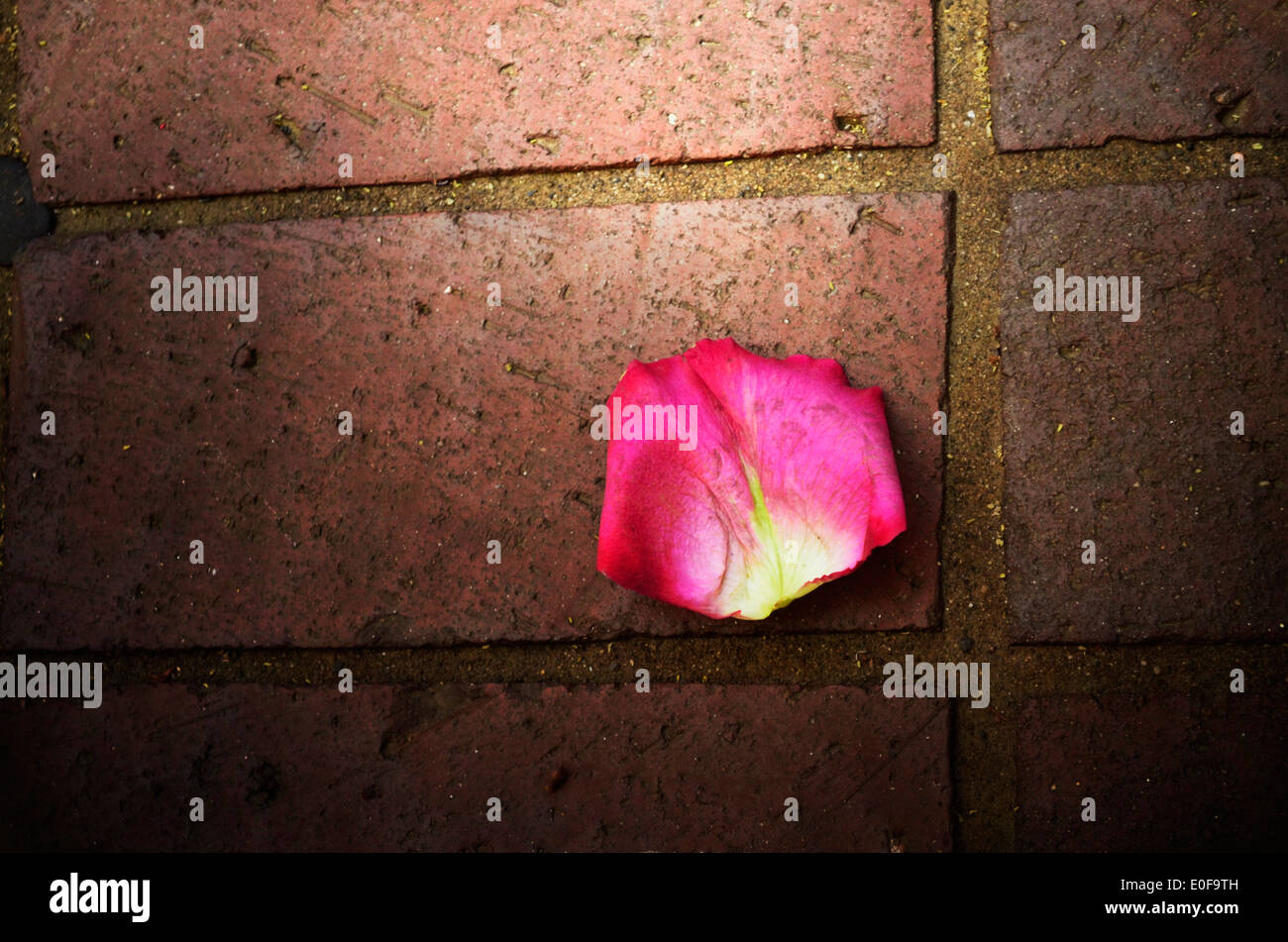 single-pink-petal-against-the-brick-pave