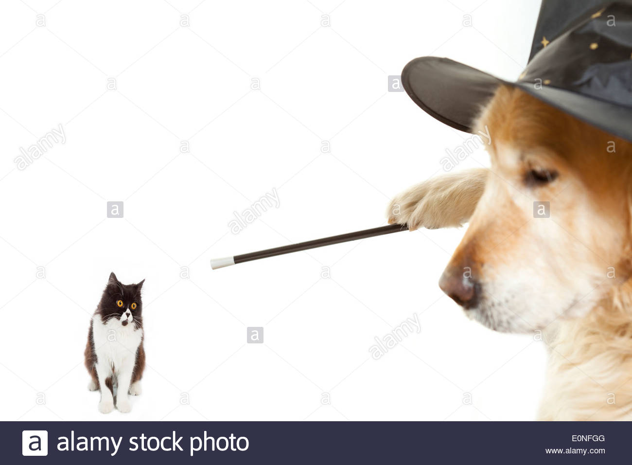 Dog Wizard Stock Photo, Royalty Free Image 69314688 Alamy