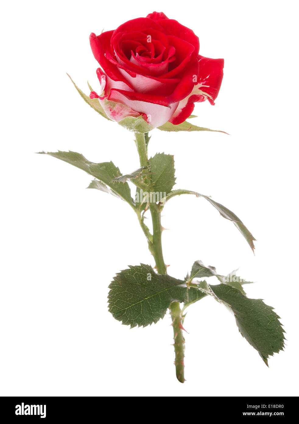 Red Rose Flower Head Isolated On White Background Cutout Stock Photo