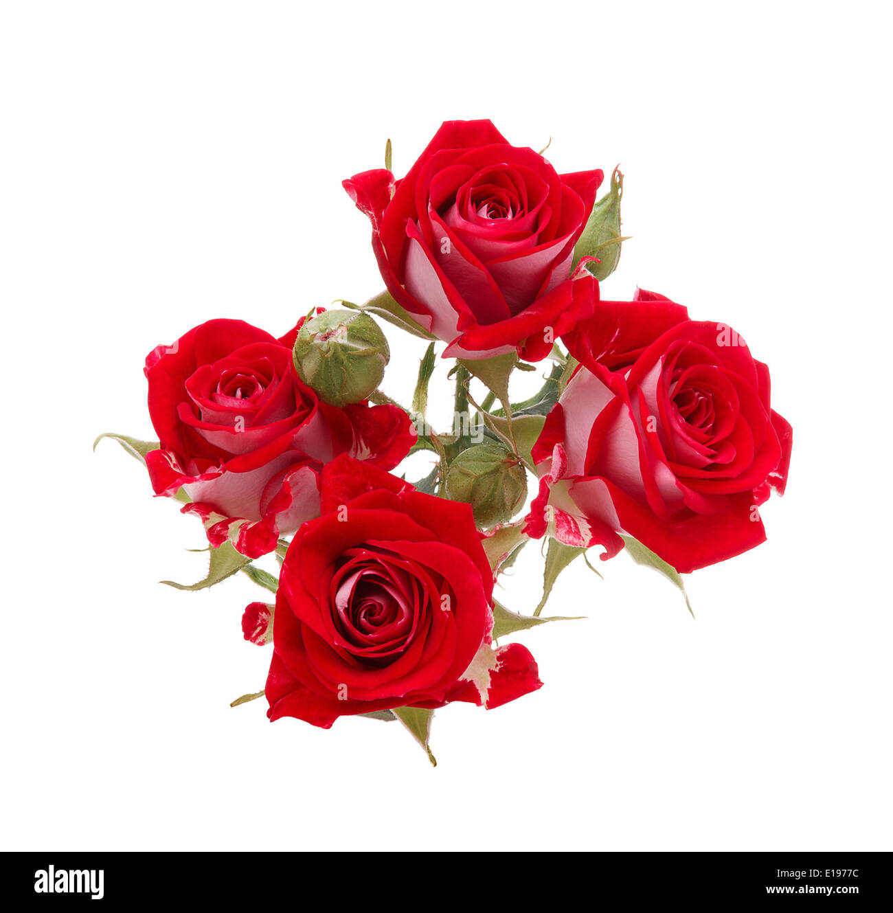 Red Rose Flower Bouquet Isolated On White Background Cutout Stock Photo