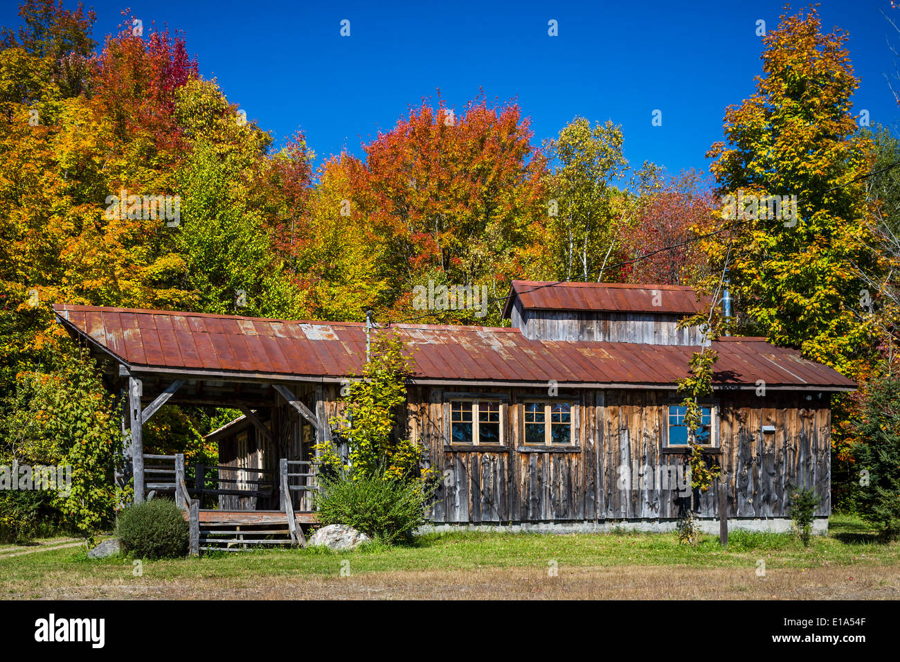 A sugar shack in a maple tree forest with fall foliage color near Stock