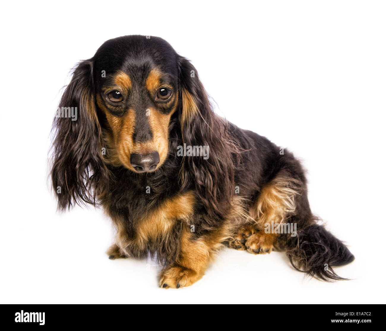 dachshund long hair coloring pages - photo #15