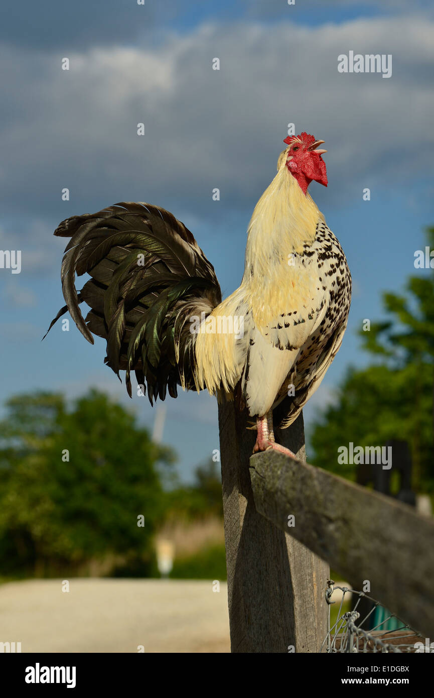 rooster-crowing-proudly-on-wood-fence-E1