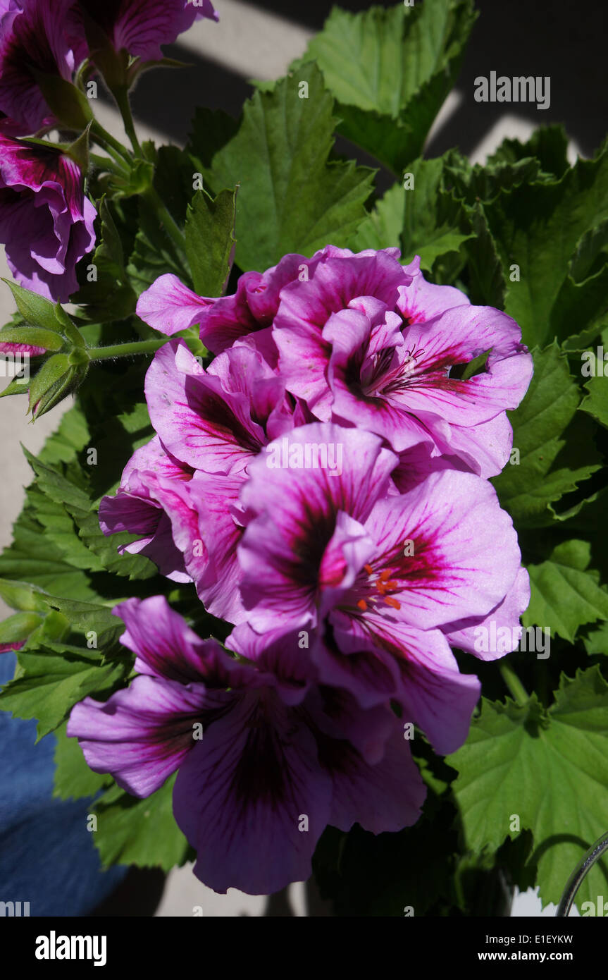 Purple Geranium Stock Photo Alamy