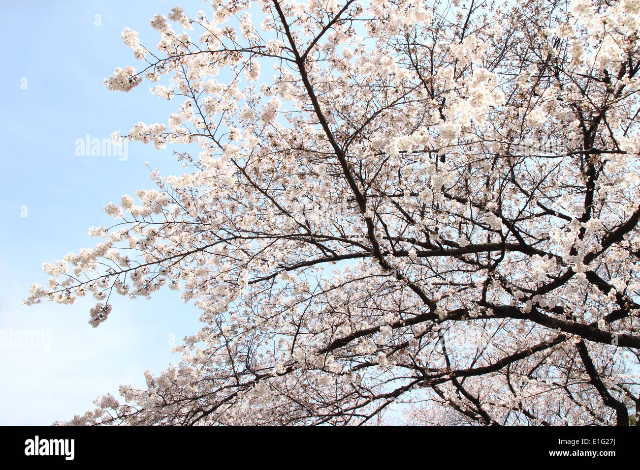 Beautiful Japanese Cherry Blossom Japanese Sakura Stock Photo Alamy