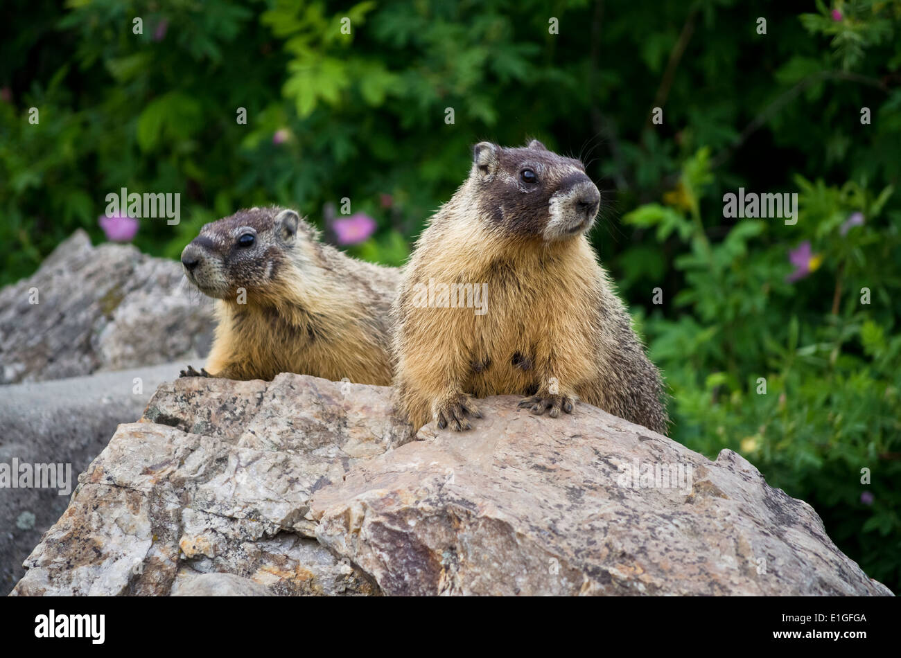 two-yellow-bellied-marmots-on-a-rock-in-