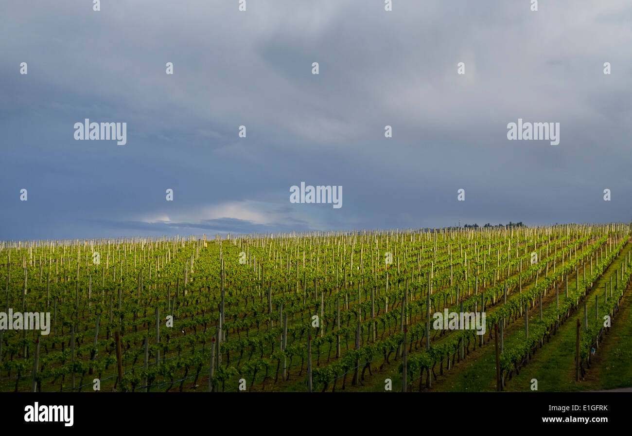 clouds-cast-shadows-on-vineyards-in-the-