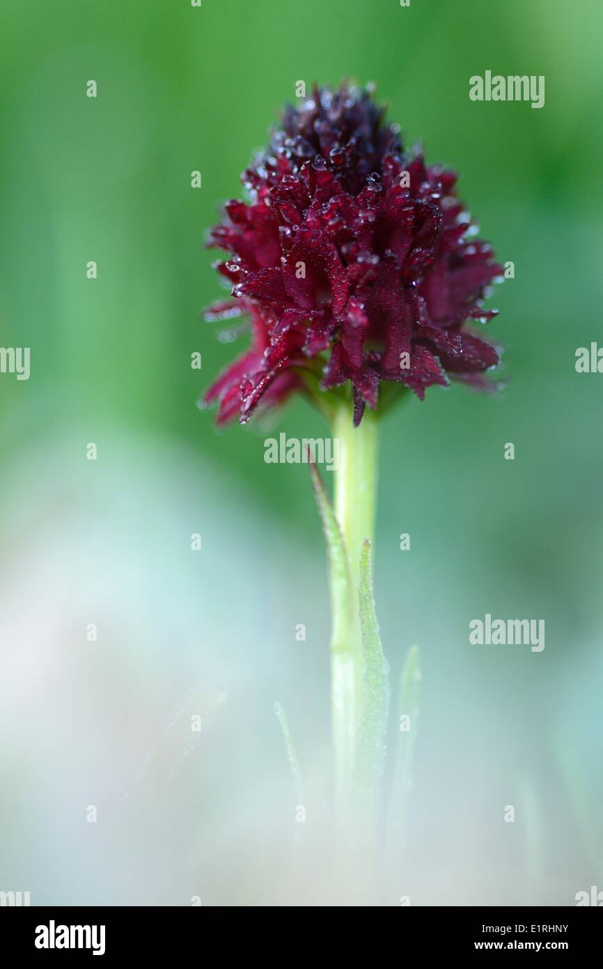 Flowering Nigritella Nigra Stock Photo Alamy