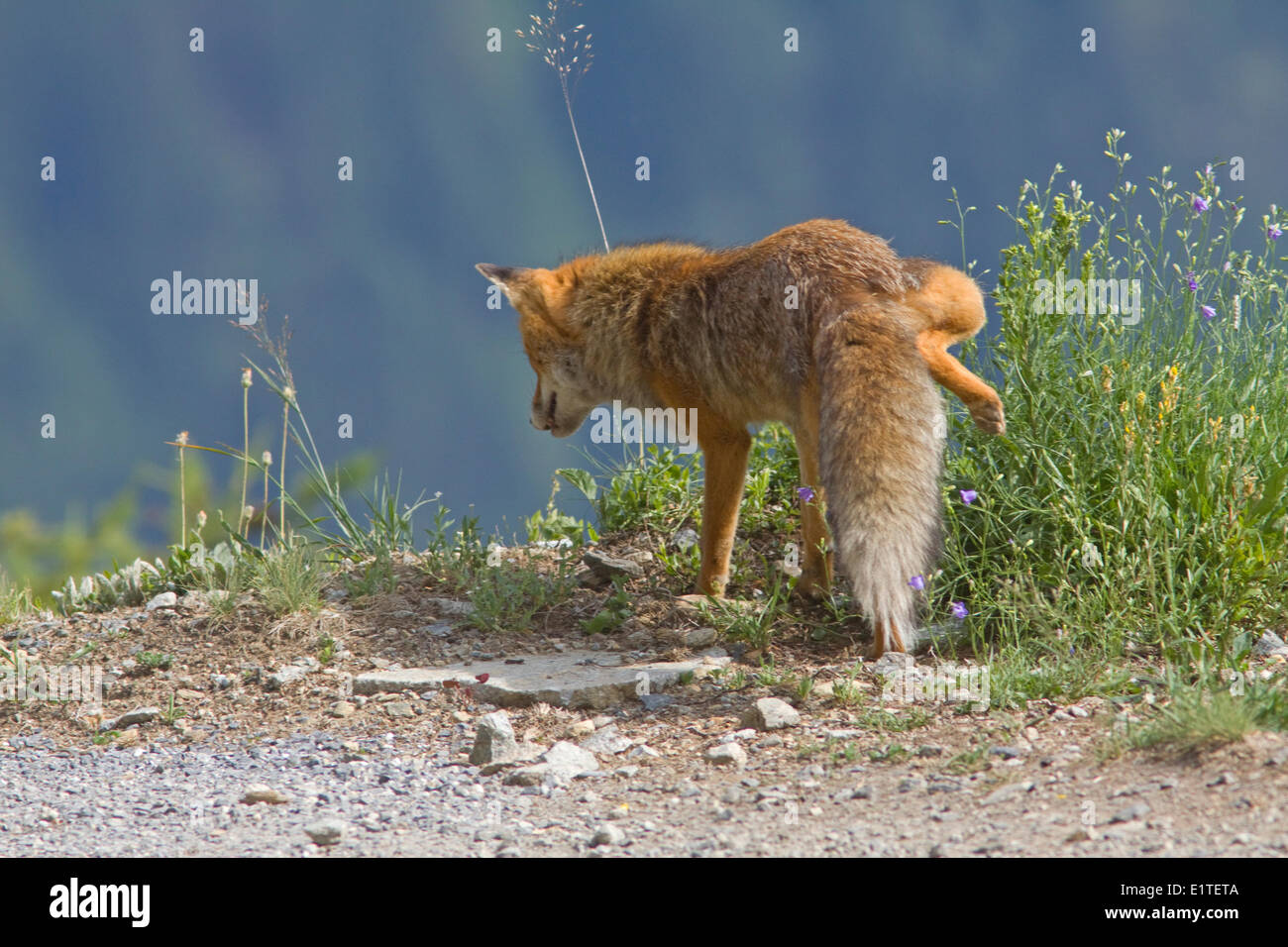 Urinating Red Fox Stock Photo, Royalty Free Image 69994634 Alamy