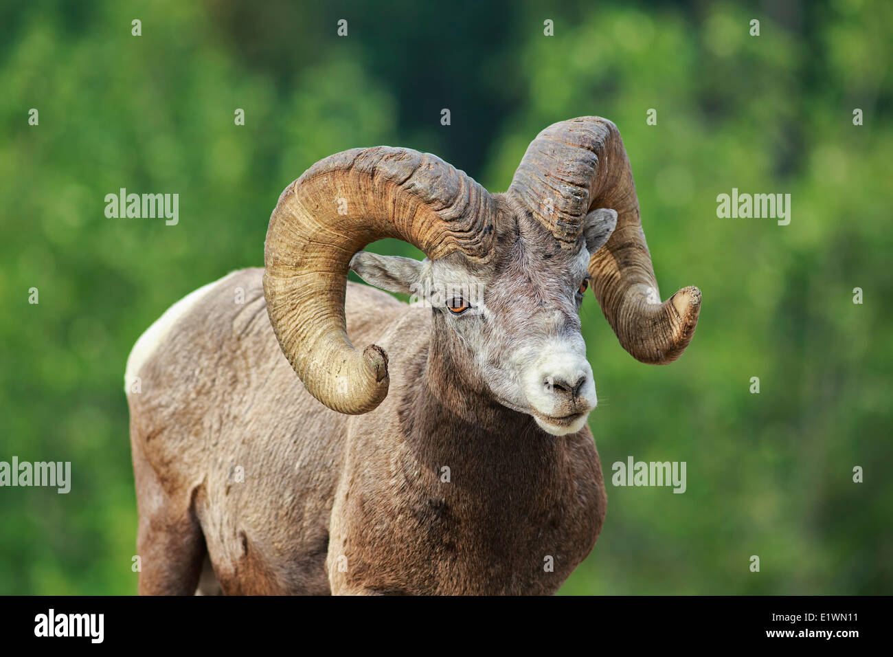 Bighorn Sheep Ram Ovis Canadensis Banff National Park Alberta