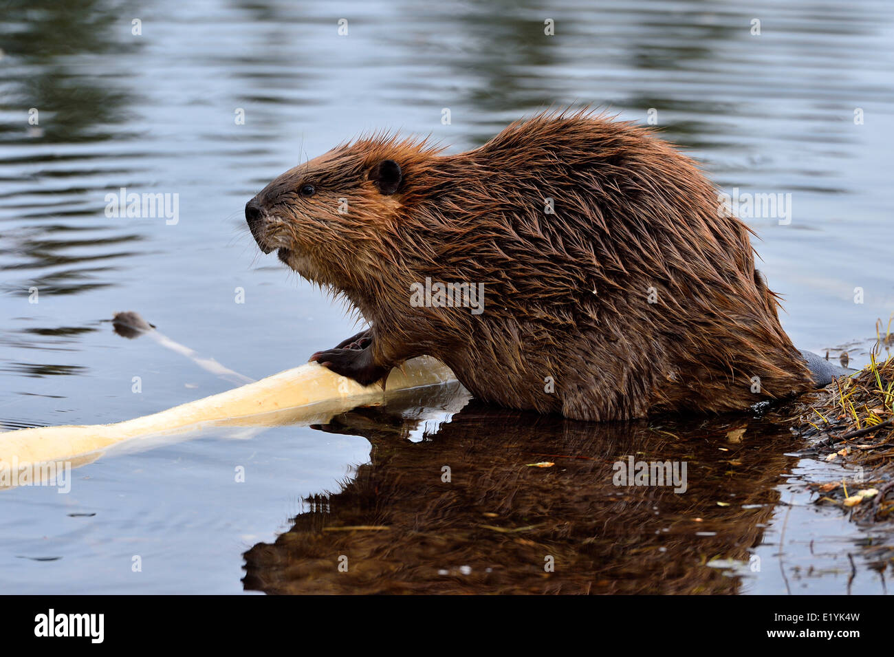 Adult Beaver 19