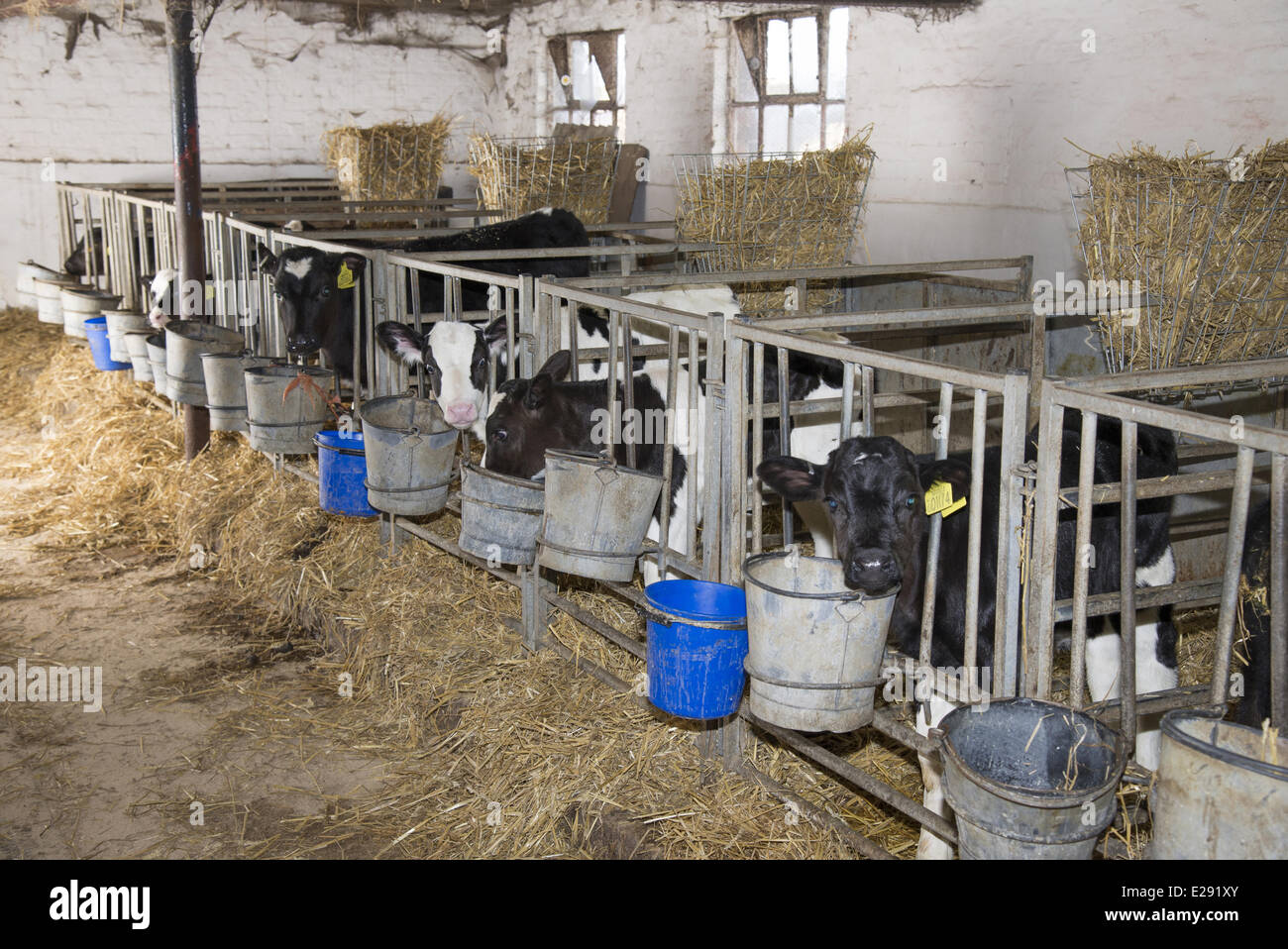 Domestic Cattle, Holstein, calves, standing in calf pens on dairy Stock