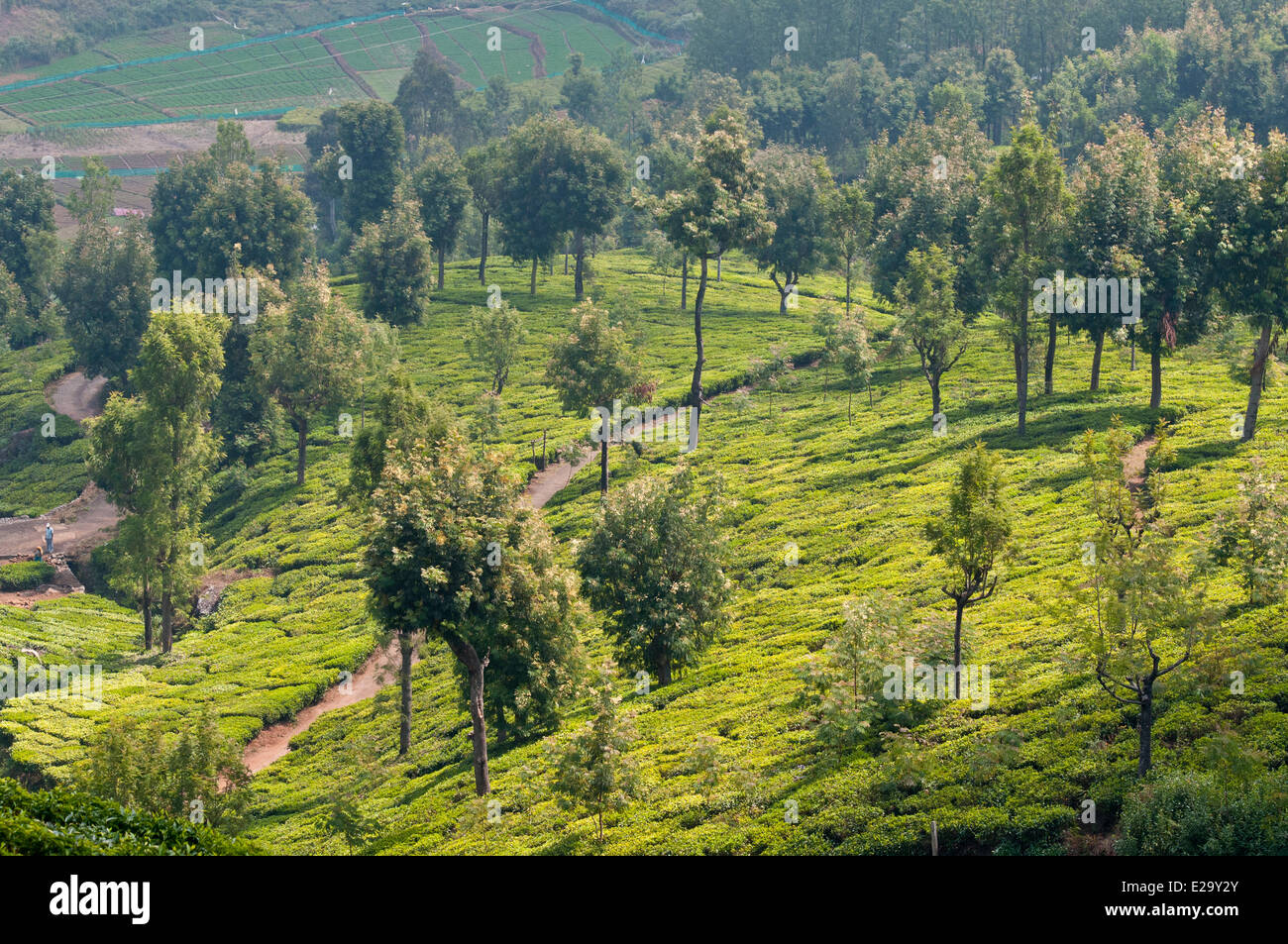 India, Tamil Nadu State, the Nilgiri Hills (Blue Hills), tea estates
