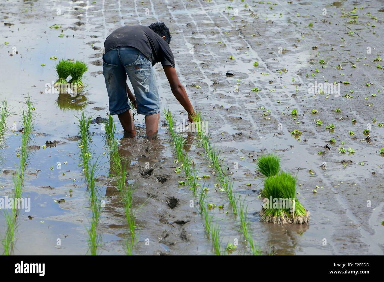 Indonesia Bali Mount Agung Area Geriana Kauh Village Work In The