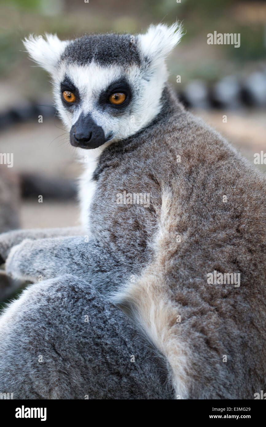 Mirada De Lemur Hi Res Stock Photography And Images Alamy