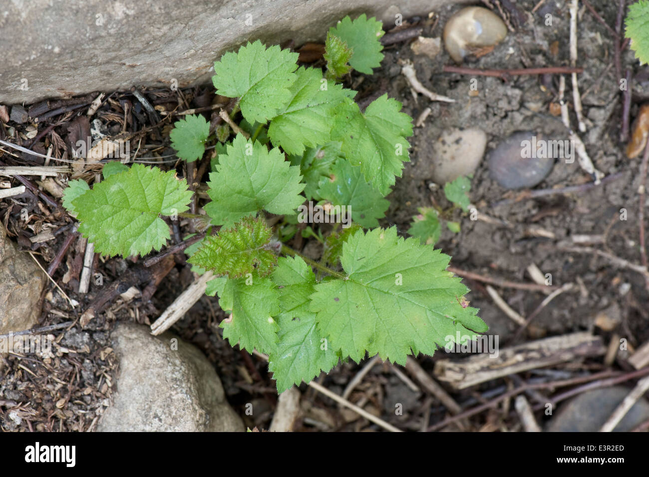 Bramble or blackberry seedlings, Rubus fruticosa, germinating in Stock