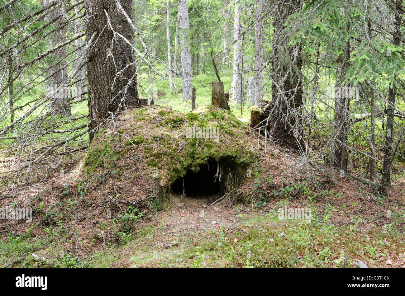 A bears nest Stock Photo, Royalty Free Image 71213315 Alamy