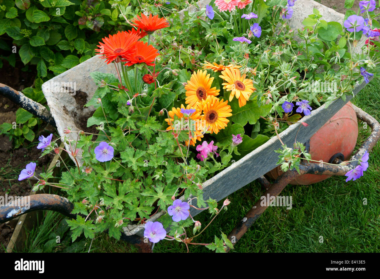 Wheelbarrow filled with flowers ready to be planted in Garden Stock