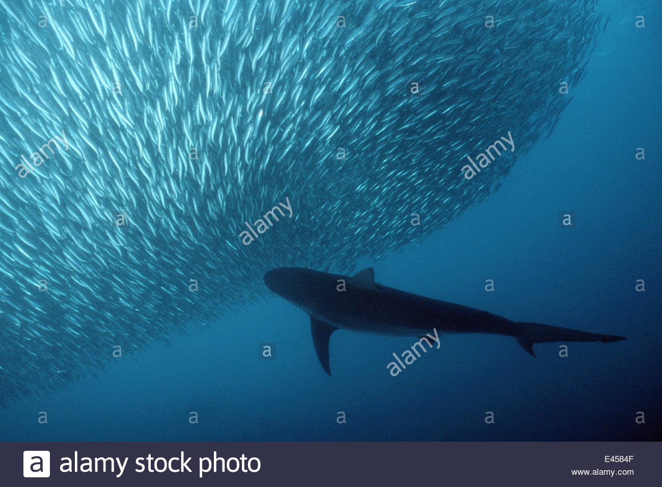 Copper shark / Bronze whaler {Carcharhinus brachyurus} predating Stock