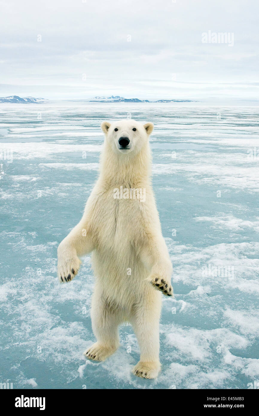 tumblr wallpapers couples Hind Images Legs  On Pictures Bear Becuo Polar  Standing &