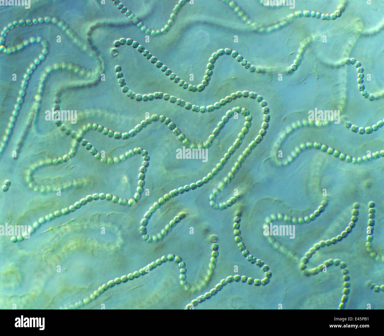 cyanobacteria algae