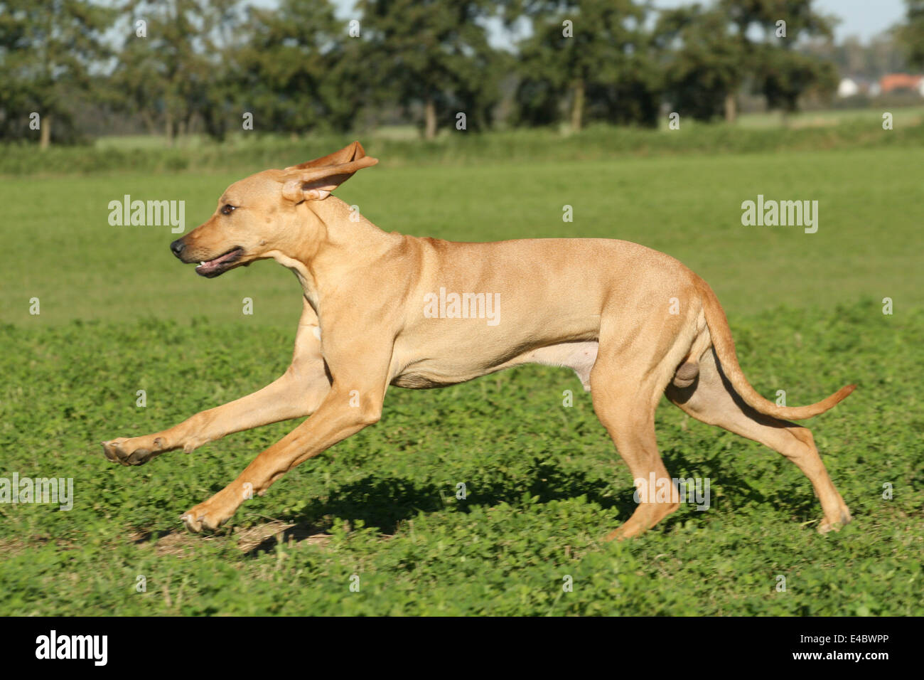 running Rhodesian Ridgeback Stock Photo, Royalty Free Image 71561806