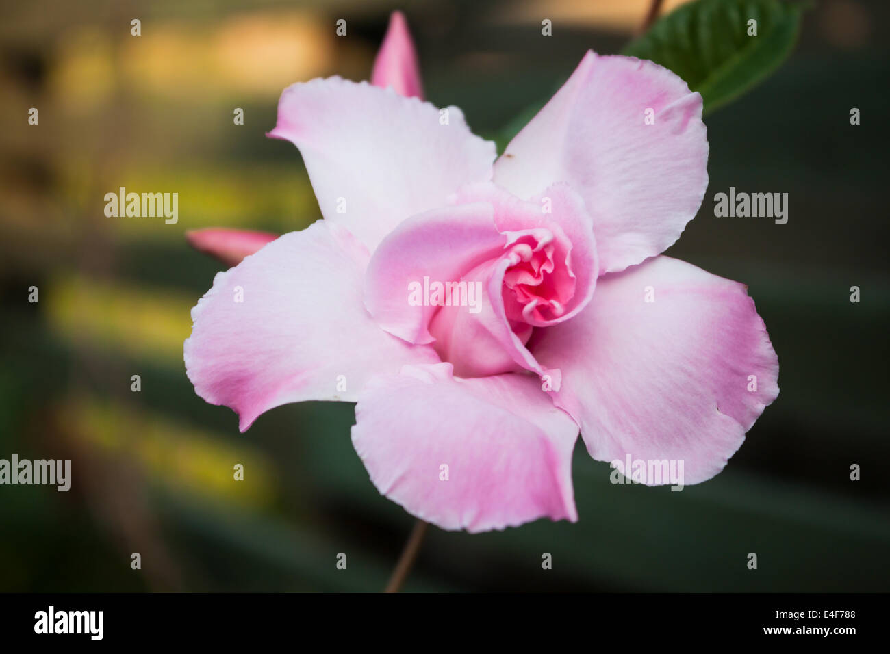 Dipladenia Hi Res Stock Photography And Images Alamy