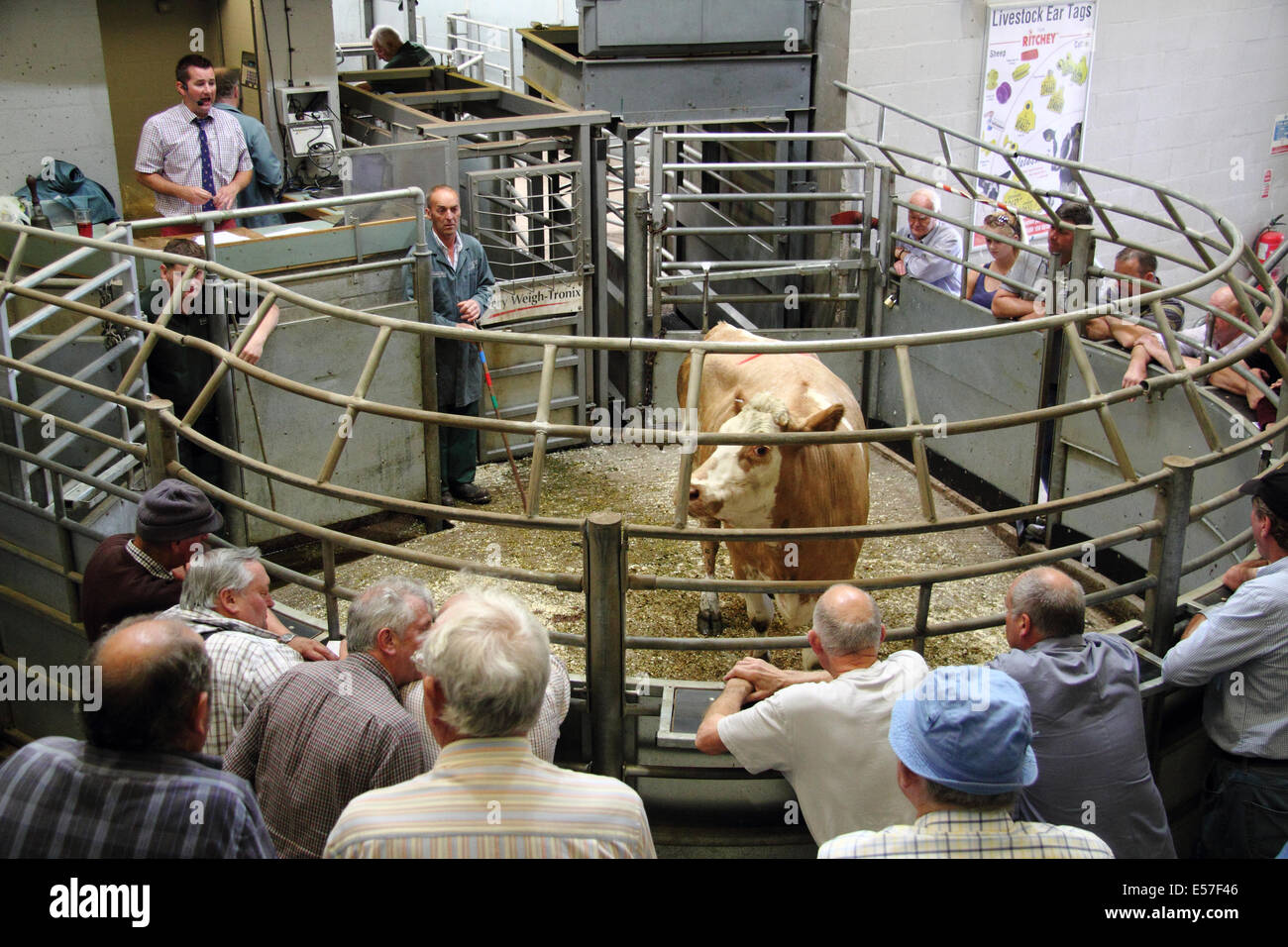 Stock options cattle sales