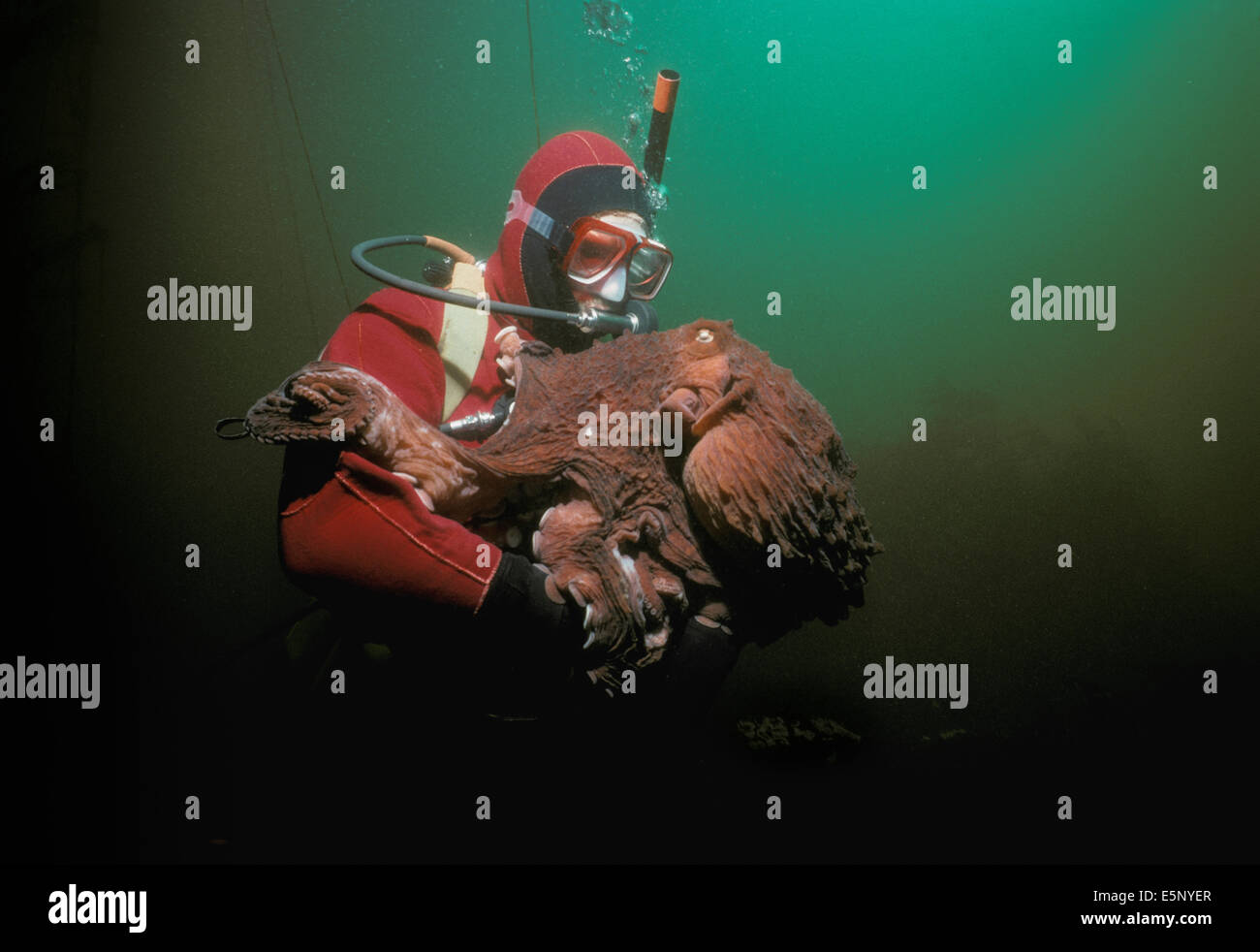 Diver Interacts With Giant Pacific Octopus Octopus Dofleini