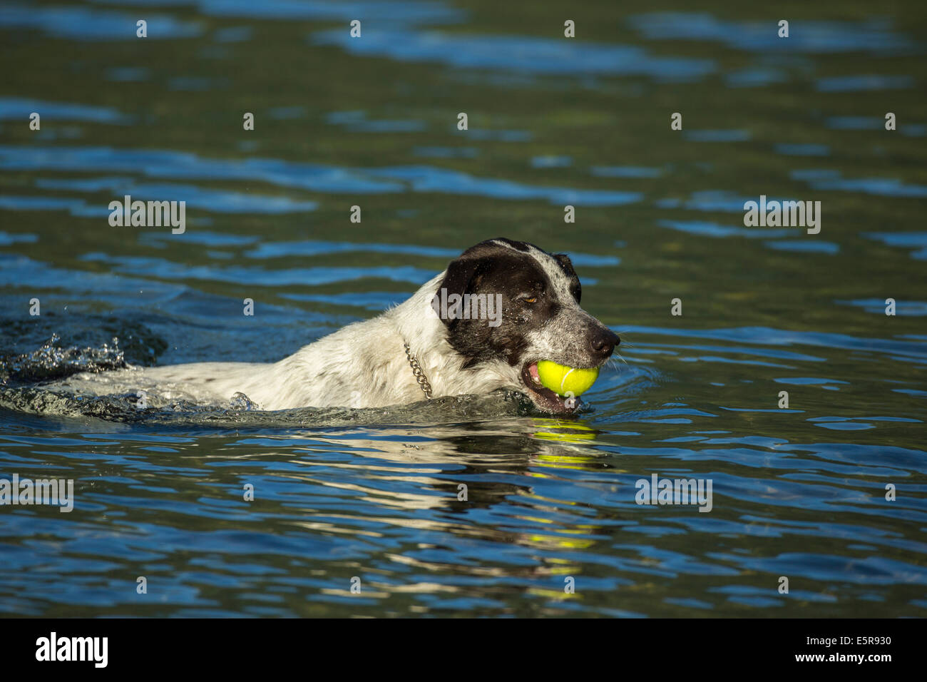 australian shepherd swimming australian blue heeler stock photos u0026 australian blue heeler stock australian shepherd swimming australian blue heeler stock photos u0026 australian blue heeler stock