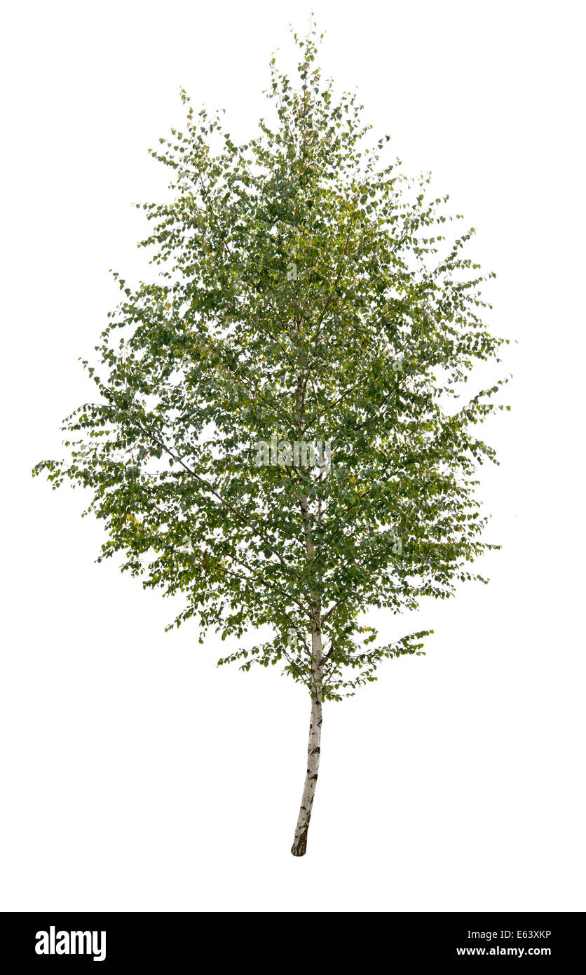 birch tree latin singles Woodland birch trees cuttable svg files & clipart - birch tree scrapbooking svg files for silhouette, cricut cutting machines woodland svg file & clipart. birch tree latin singles Woodland birch trees cuttable svg files & clipart - birch tree scrapbooking svg files for silhouette, cricut cutting machines woodland svg file & clipart.