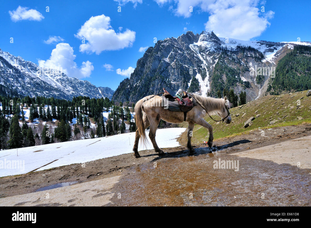 Alone In Sonamarg Kashmir Stock Photo Alamy