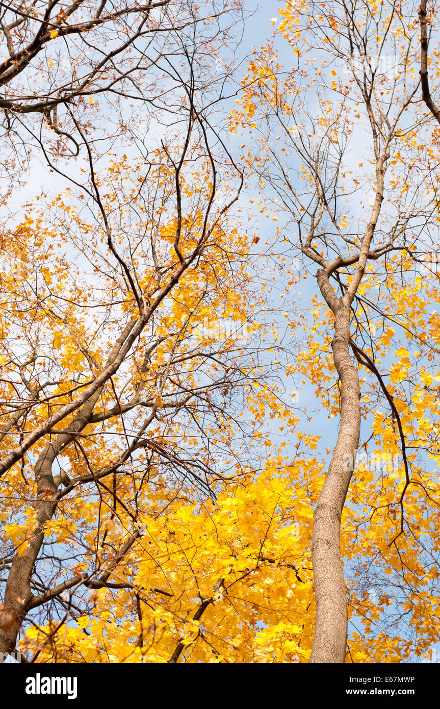 Yellow-autumn-leaves-on-trees-in-park-E6