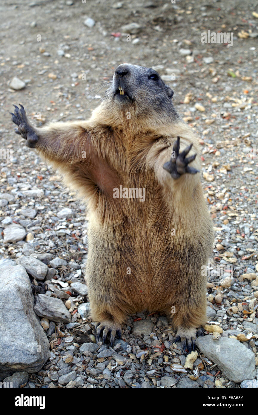 woodchuck Stock Photo, Royalty Free Image 72753883 Alamy