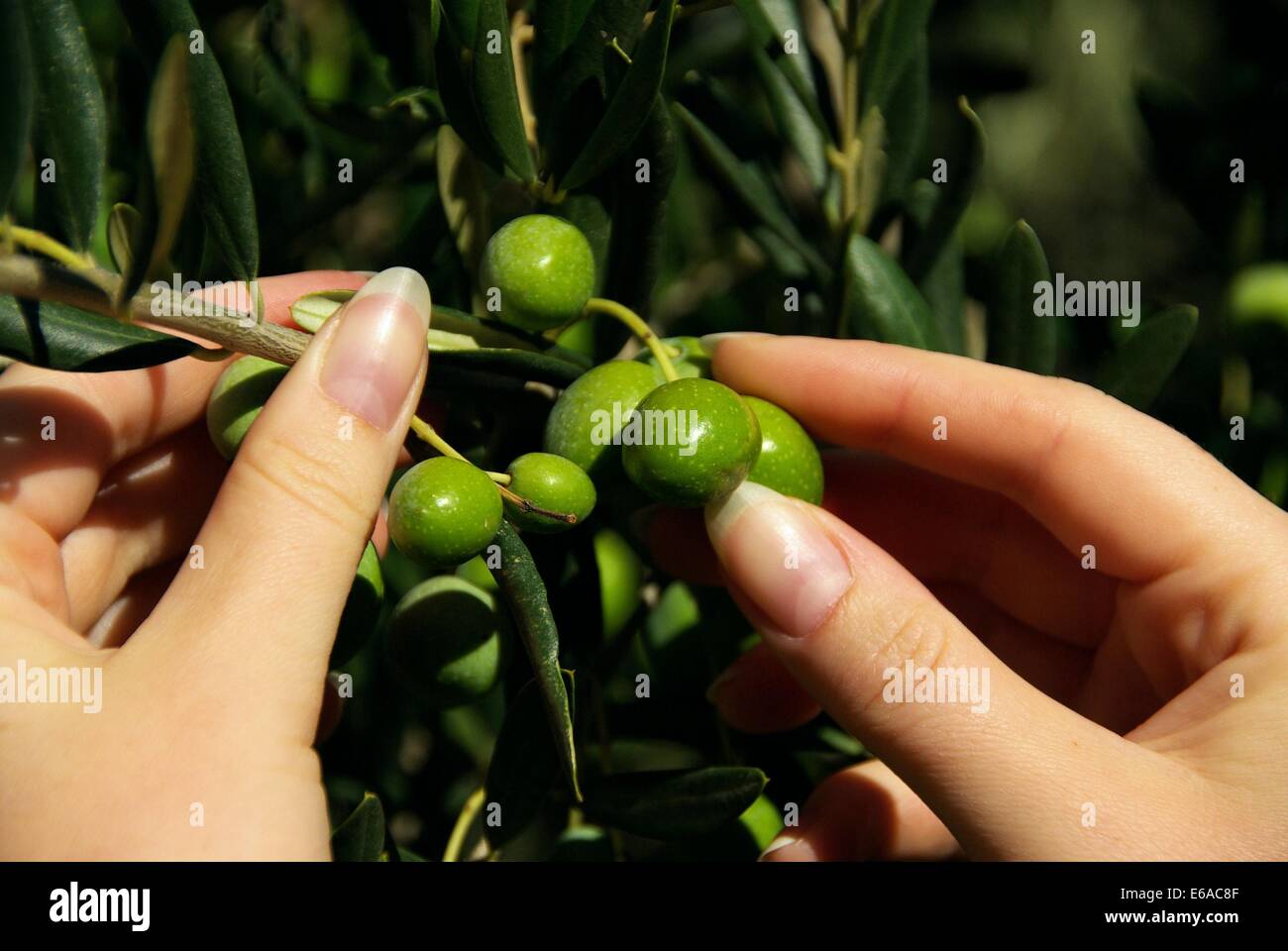 pick,olives Stock Photo, Royalty Free Image 72758575 Alamy