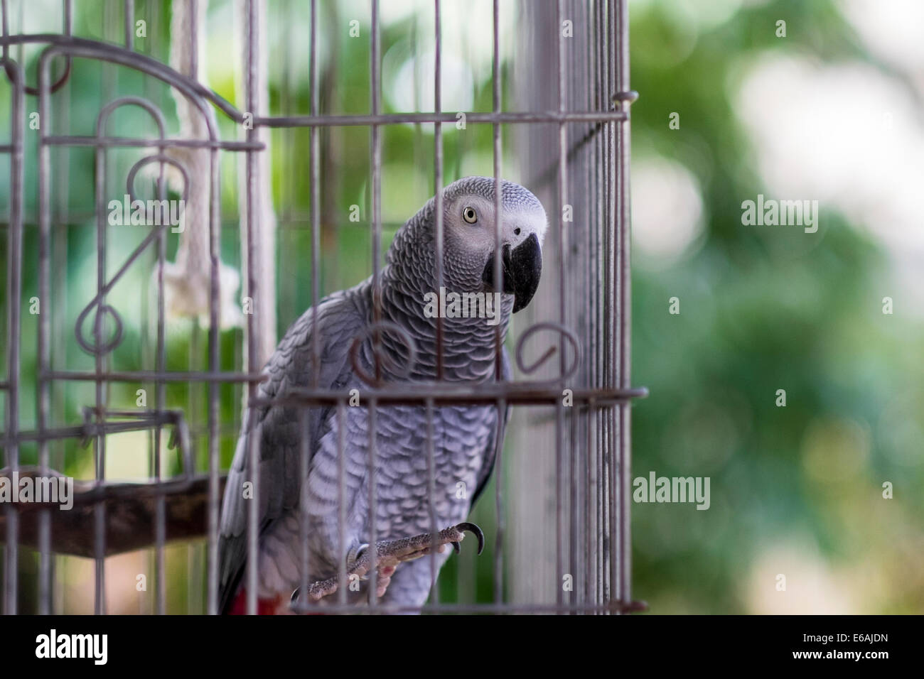 a-pet-african-grey-parrot-female-psittac